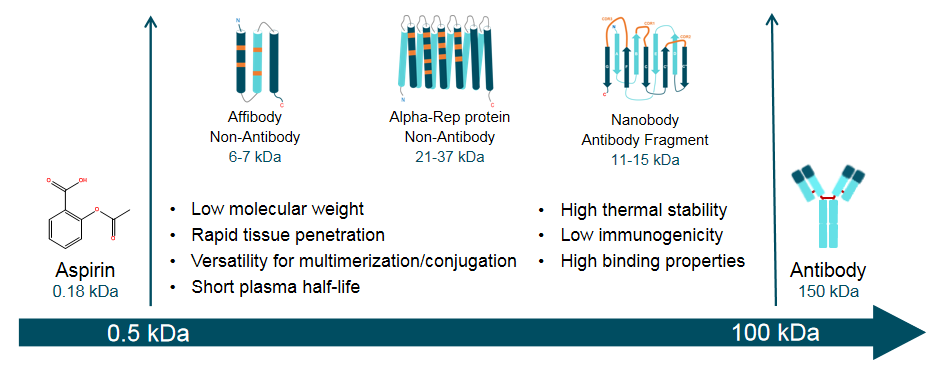 small protein scaffold better than antibody